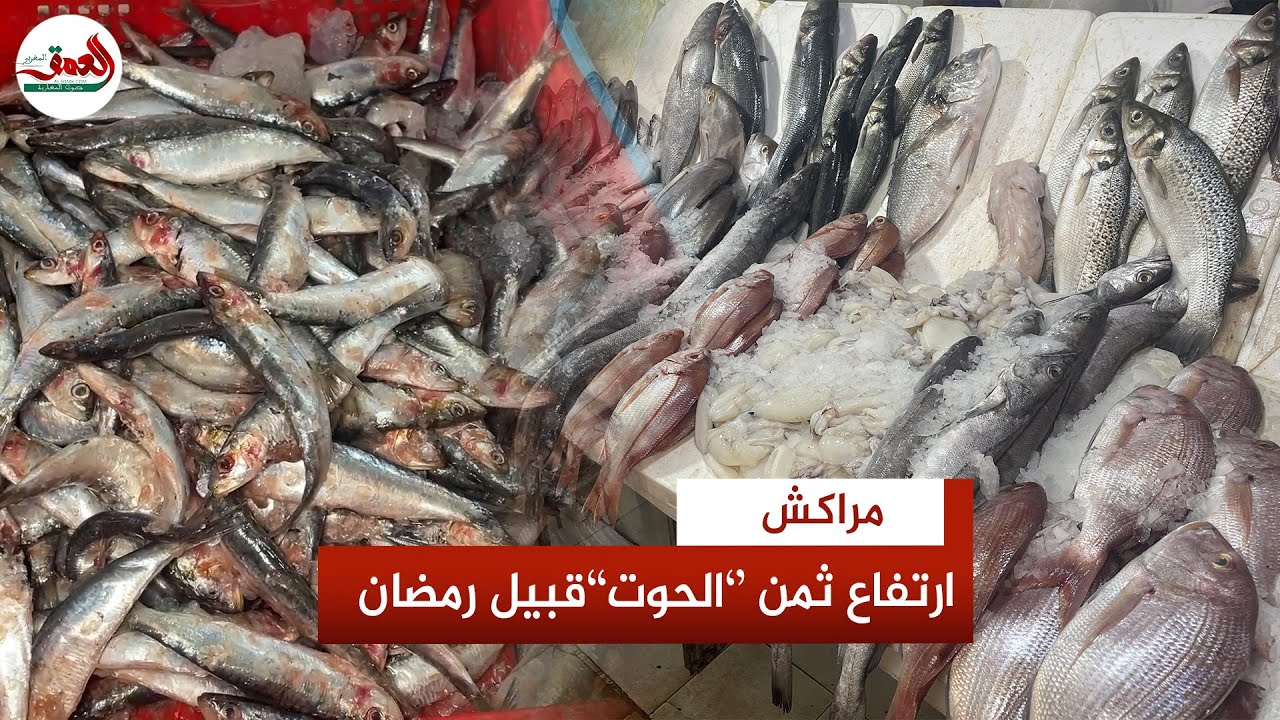 السردين ب40 درهماً للكيلو.. ارتفاع ثمن السمك قبل رمضان والتجار يبررون سبب الغلاء بالراحة البيولوجية