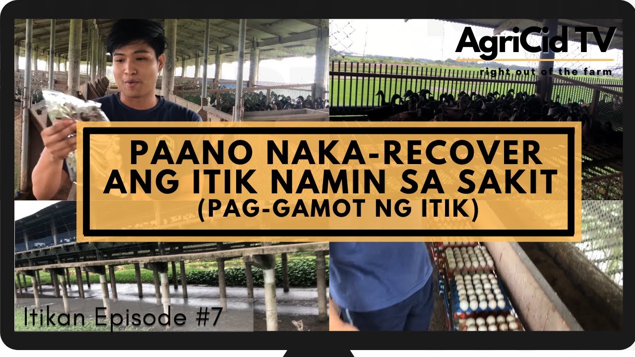 Paano naka recover ang aming itik sa sakit | Duck Layer Farming Business