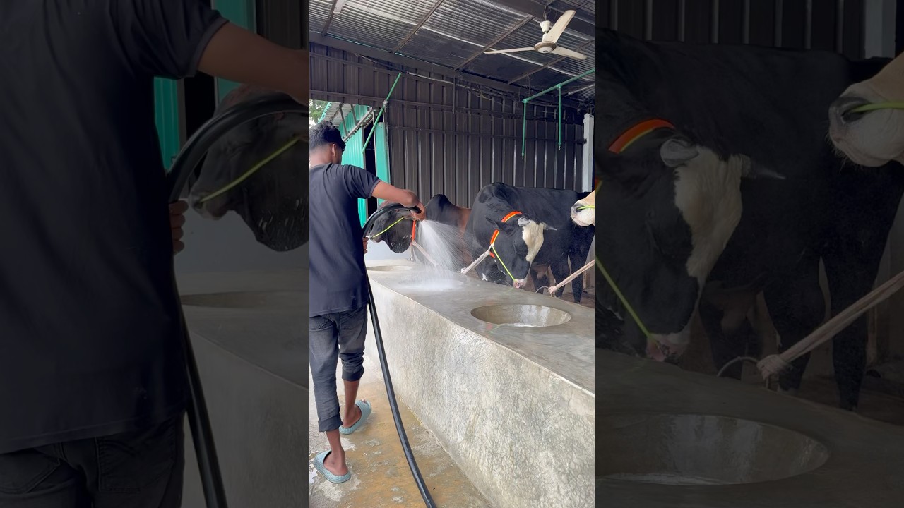Hygiene first, health always that&rsquo;s a shepherd&rsquo;s promise #farming #cleaning #fypシ゚viral #shorts