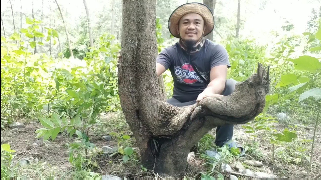 collecting bonsai material from wild(kalyos/aludig)