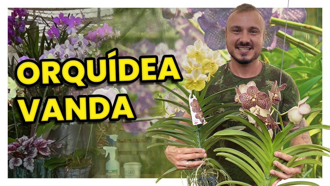 ORQUÍDEA VANDA | DICAS DE CULTIVO E ADUBAÇÃO