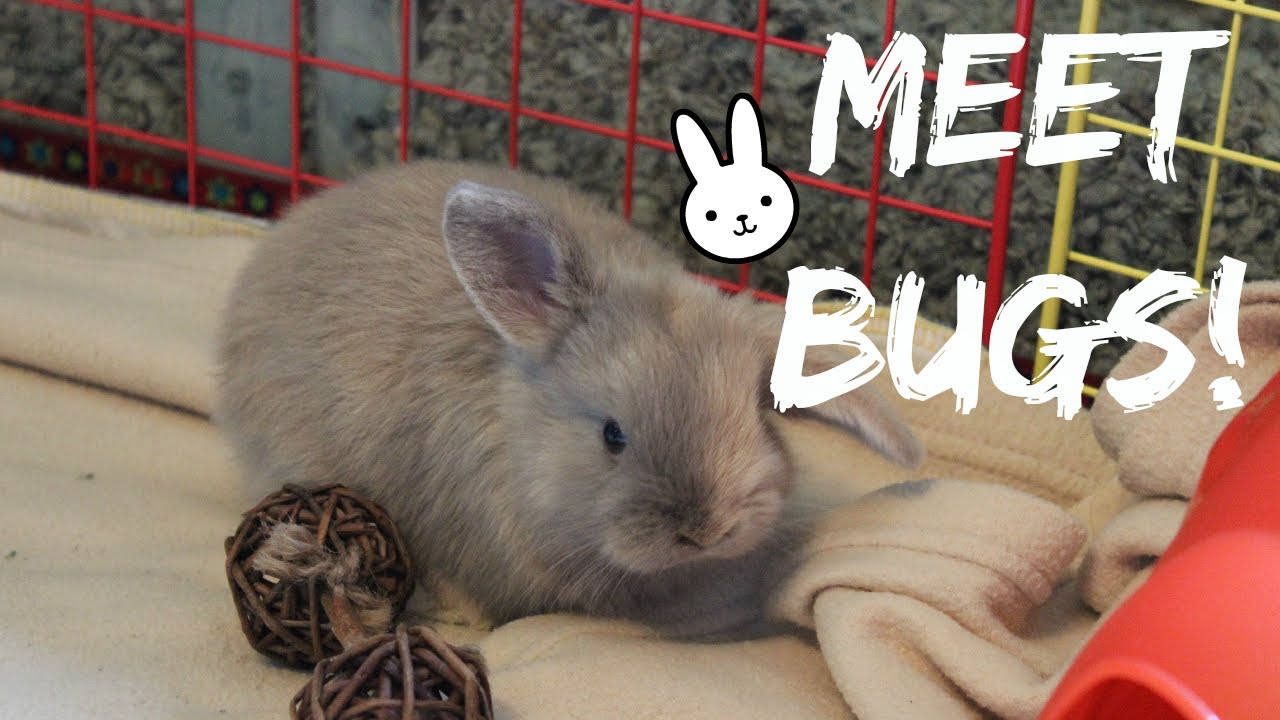 MEET BUGS! {Past pet}