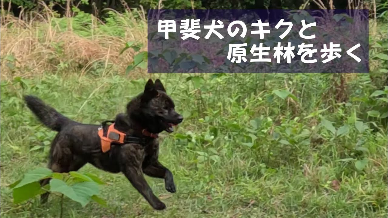キクと元宇品の原生林を歩く