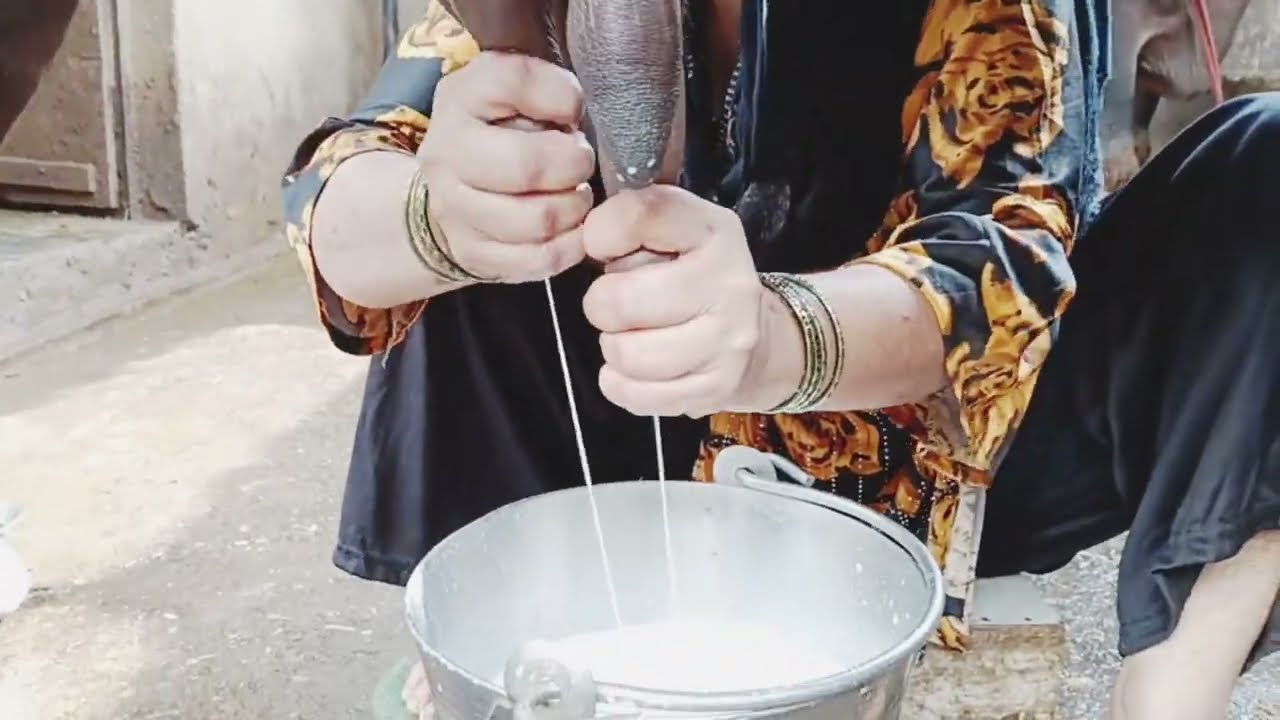 #Buffalo milking by hand vlog #cow buffalo milking at my farm 