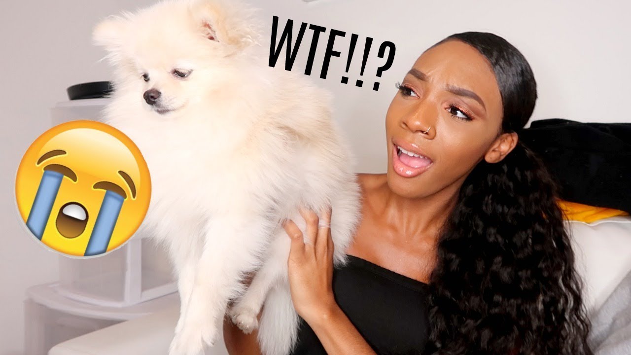 They SCAMMED me he's not a TEACUP!!! (STORYTIME)