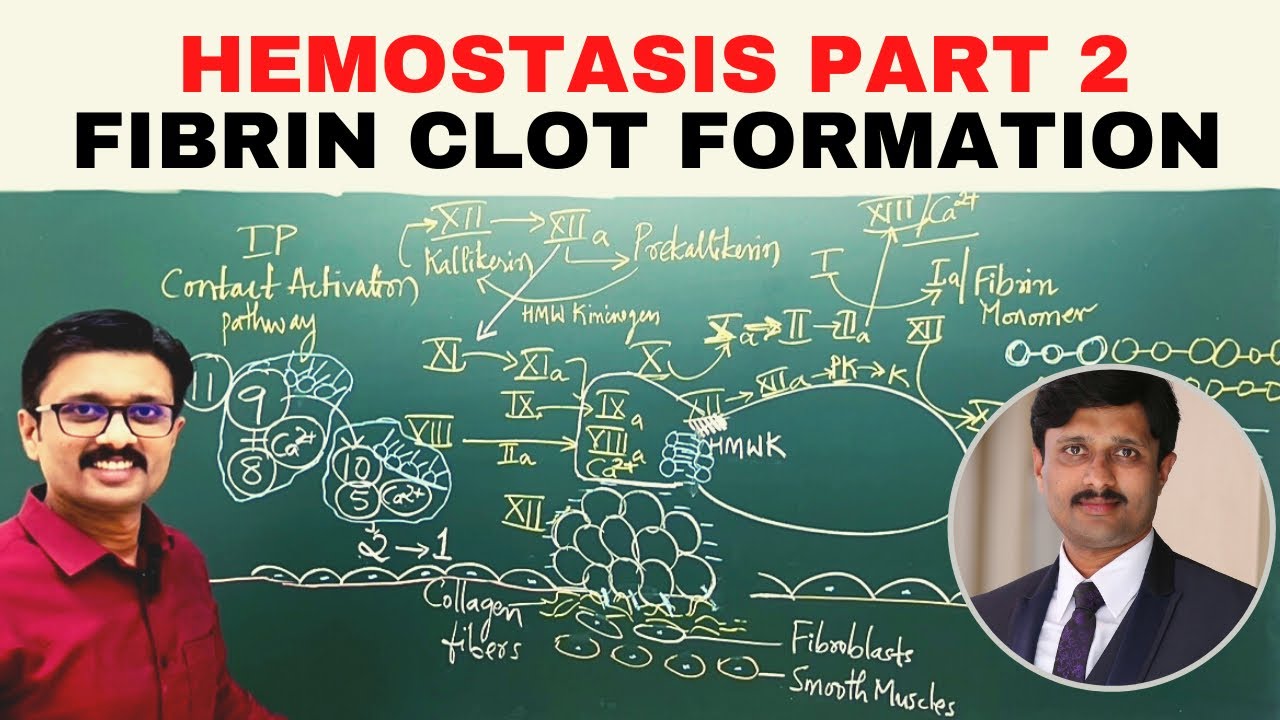 5. Hemostasis 2/2 Fibrin clot formation: Coagulation cascade.