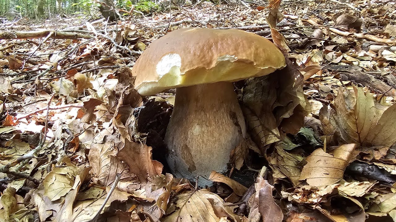 BONTÀ PER IL PALATO, MA SOPRATTUTTO GRAN SODDISFAZIONE A SCOVARLI 🍄‍🟫🍄‍🟫