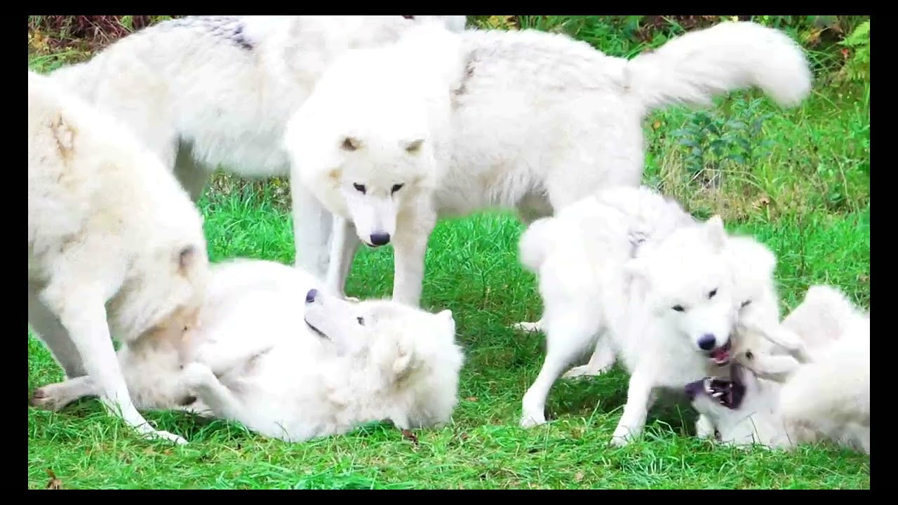 4K-HD VIDEOS Collection of Wildlife Animals.(Relaxing Music1988)