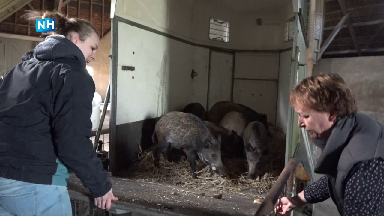 Wilde zwijntjes krijgen nieuw thuis in Natuurpark Lelystad | NH NIEUWS