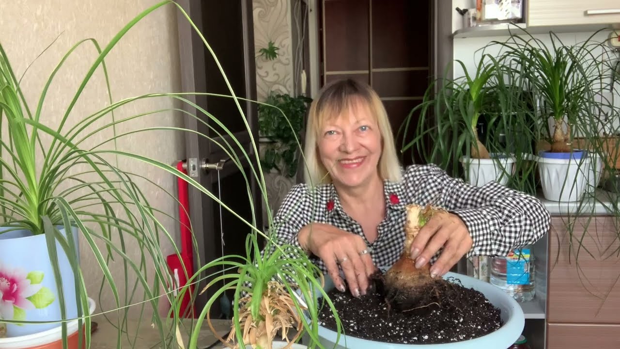 Наливаем кофе, чай, пересадку начинай-ю )) Нолина дома.