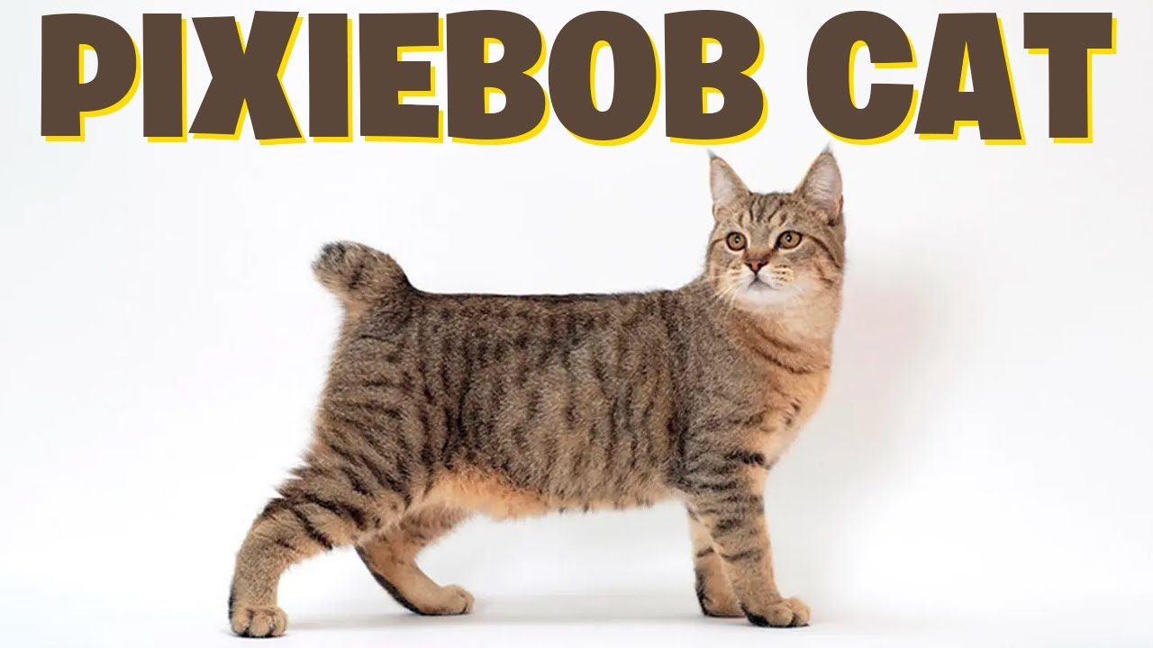The Magnificent Pixiebob Cats Discover Their Enchanting Traits