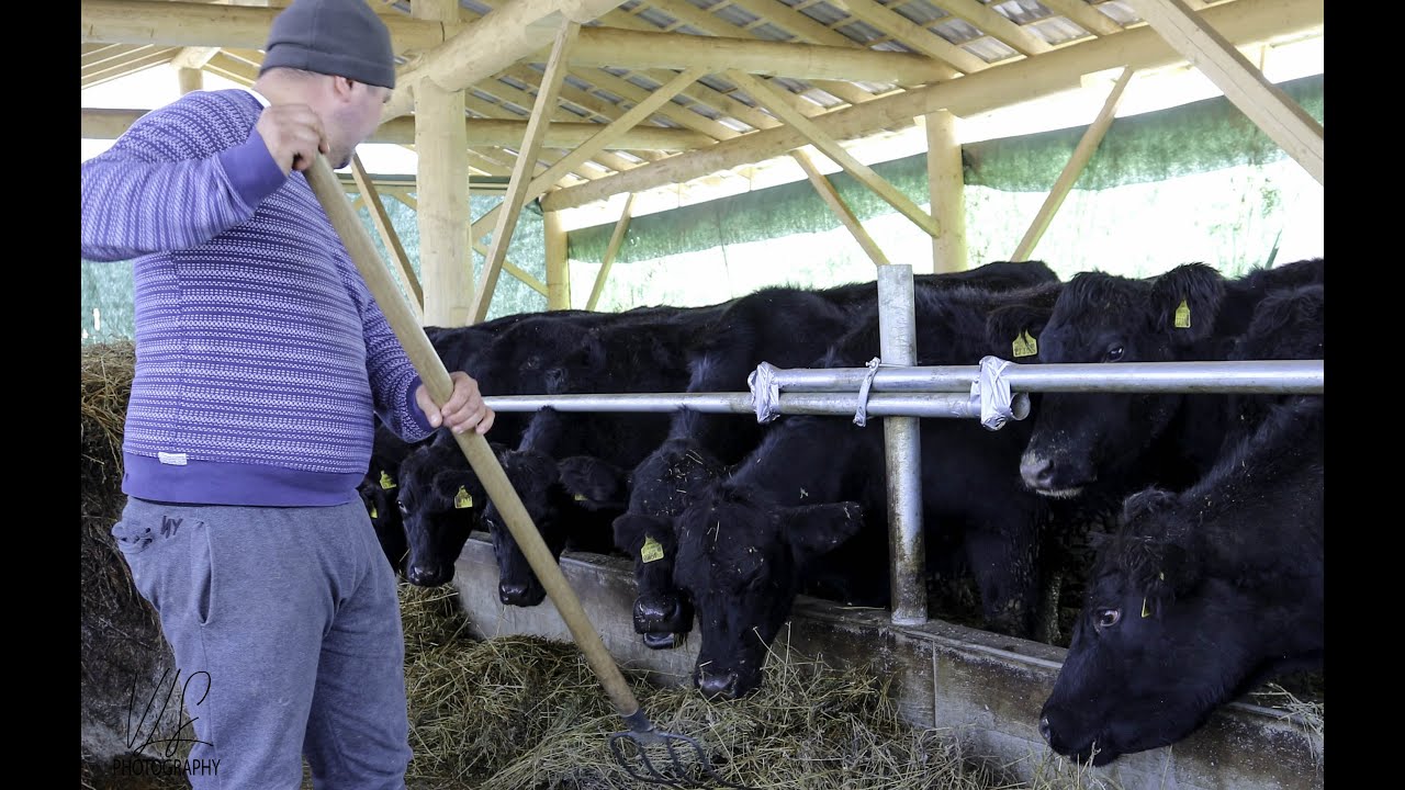 Succesul afacerii intr-o ferma da vaci ANGUS sta in ambitie pe care o gasim la Razvan Raduca !