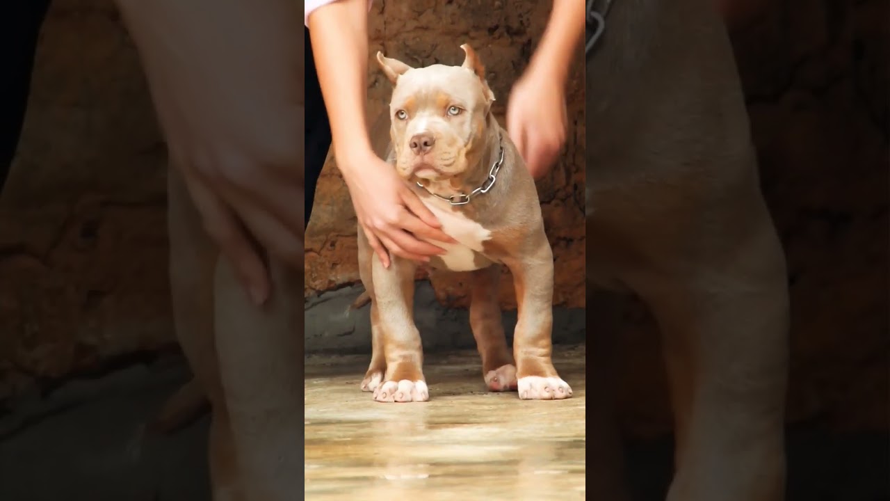 Bazooka, Carvalho's Monster Bulls Production ✨️  #pitbull #pitmonster #pitmonsterbrasil #canil