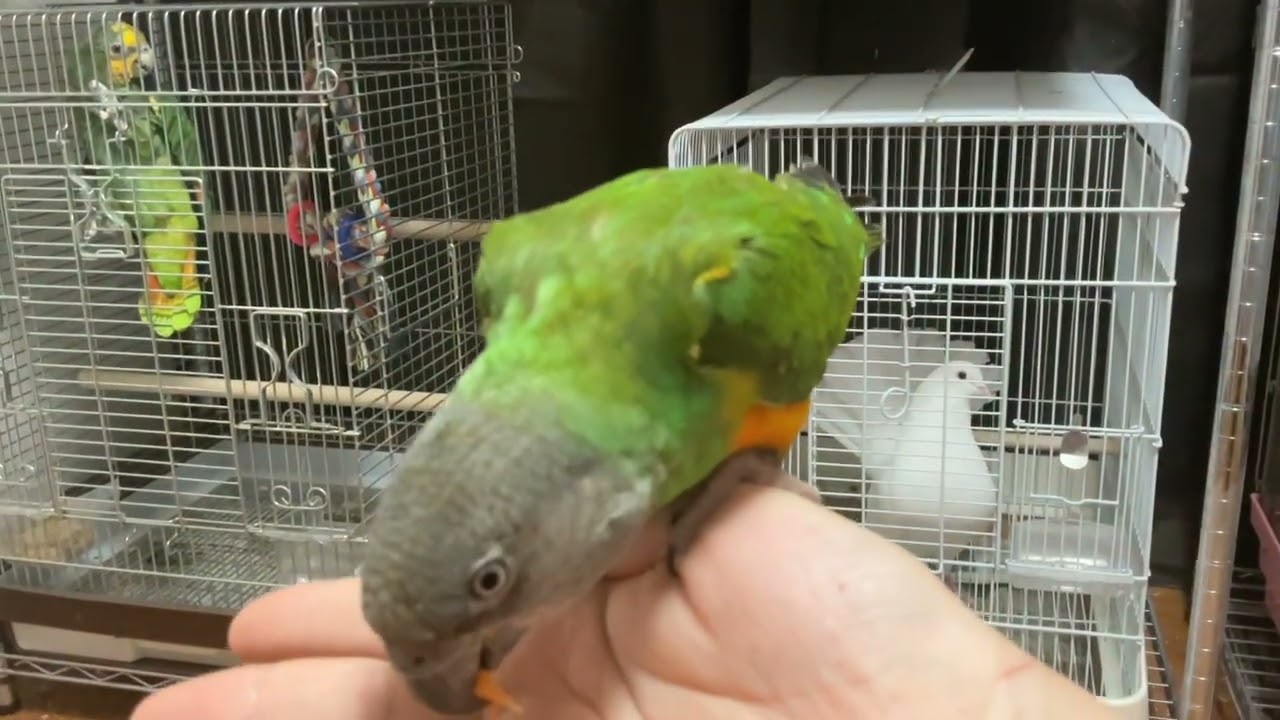 手のひらでにんじんを食べるモミジ🍁🐥大人しいです😊💕