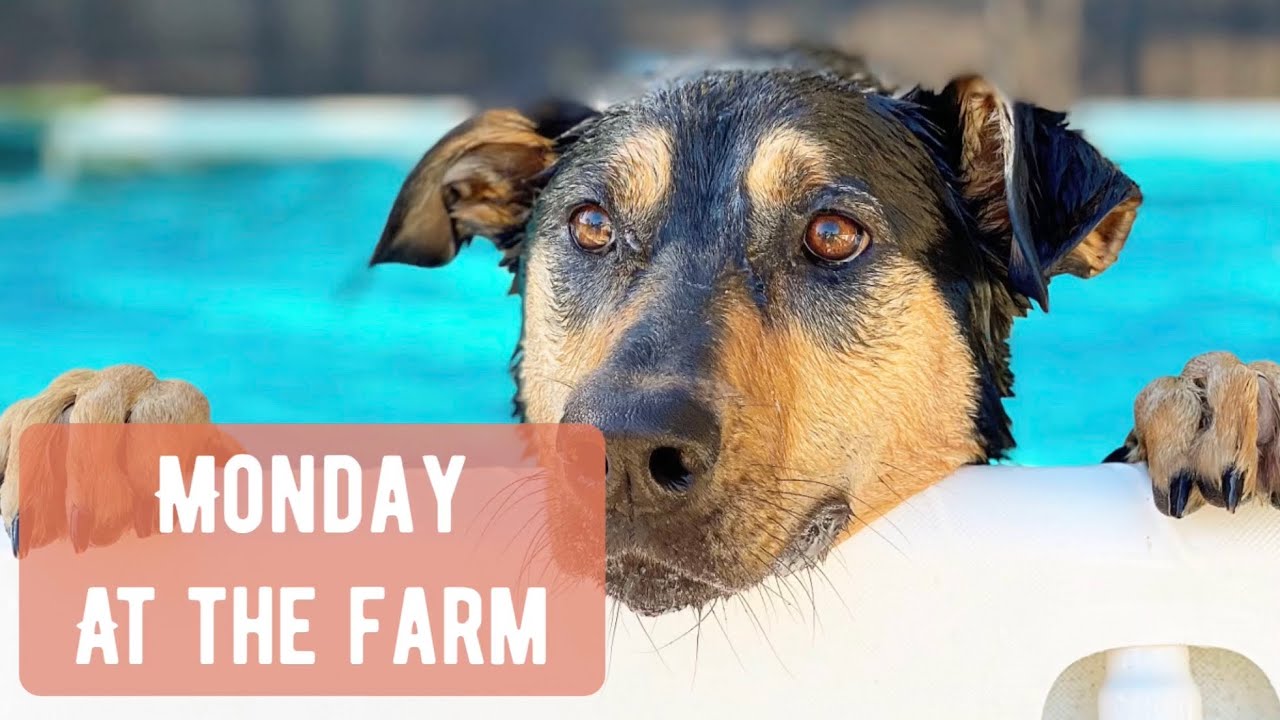 Monday at the farm