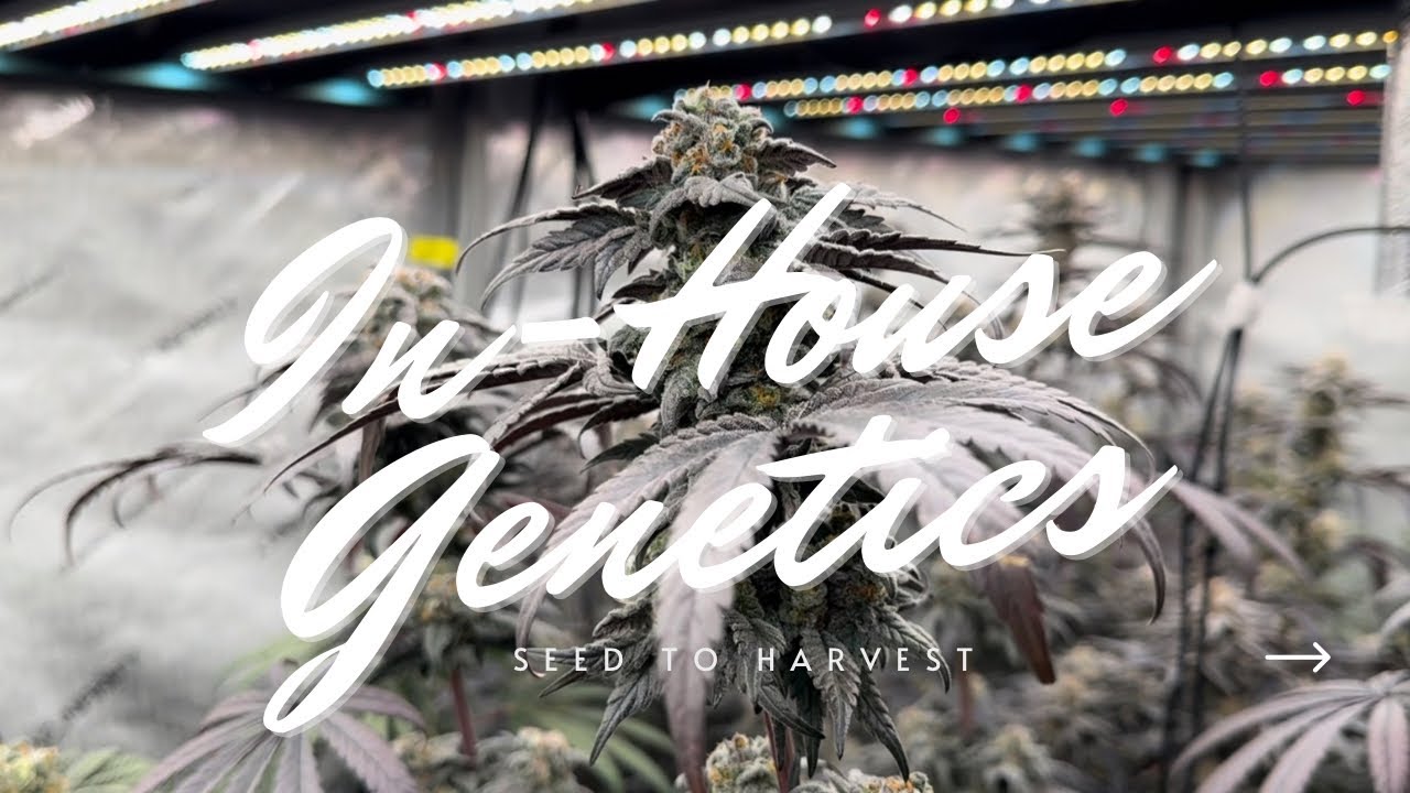 Seed To Harvest FULL Grow Cycle In-House Genetics AC Infinity 4x8 Tent