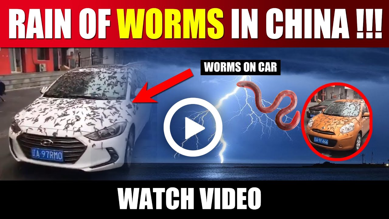 Rain of Worms in China 2023 | China Witnessed Rain of Worms | rain of worms china 2023