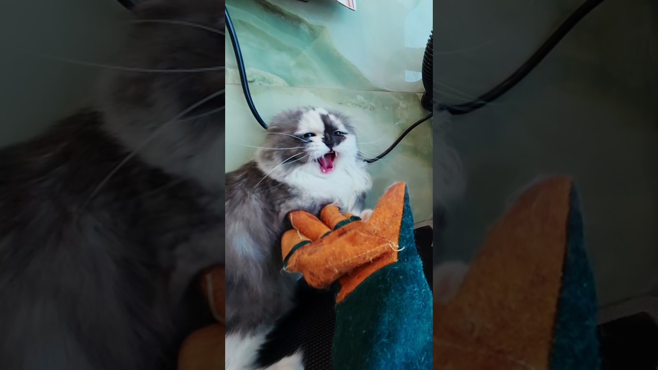 Очередная злющая и визгливая Куки!!! 🙀