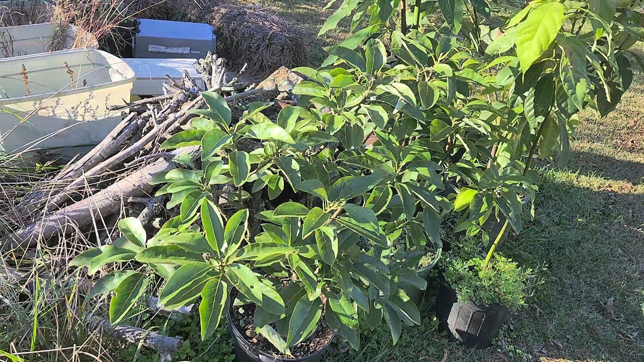 My Avocado Tree Collection Grown from Seed