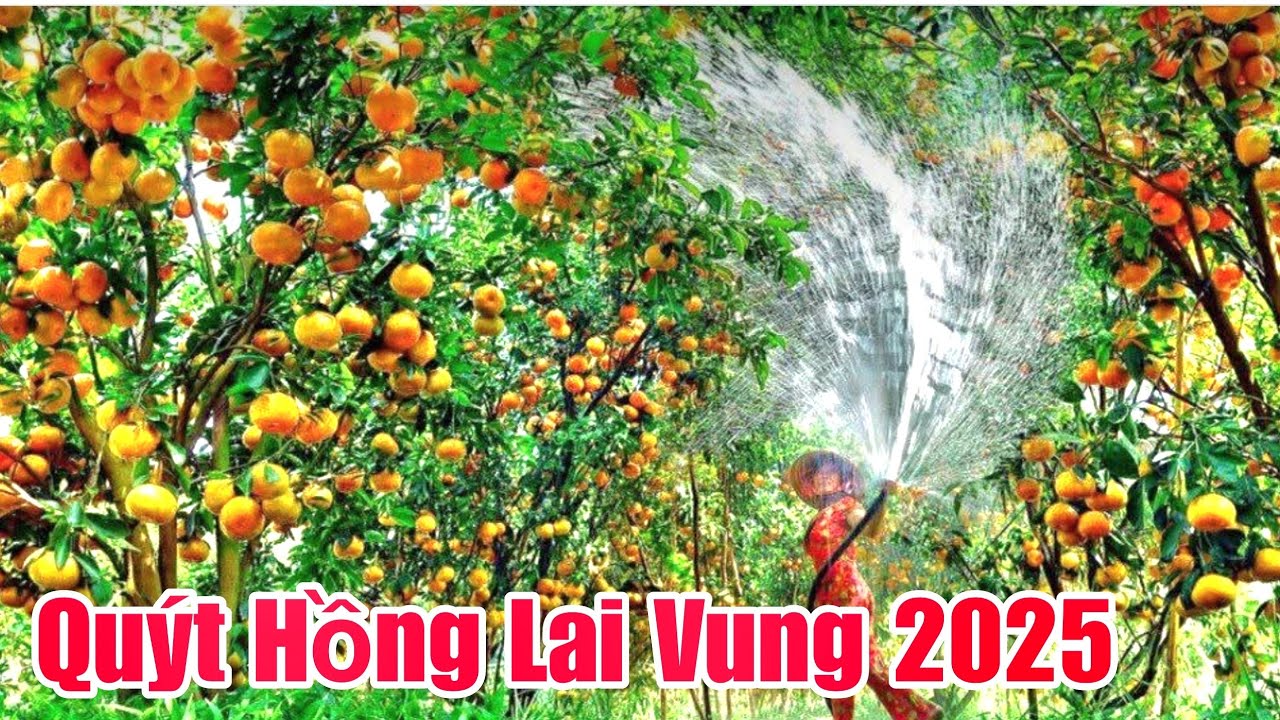 Vườn quýt hồng lai vung 2025