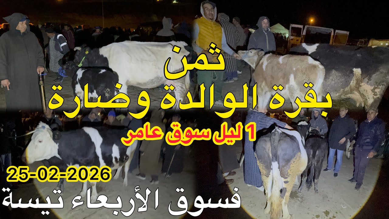 ثمن بقرة الوالدة وضارة مع 1ليل سوق عامر فسوق أربعاء تيسة 25/02/2026