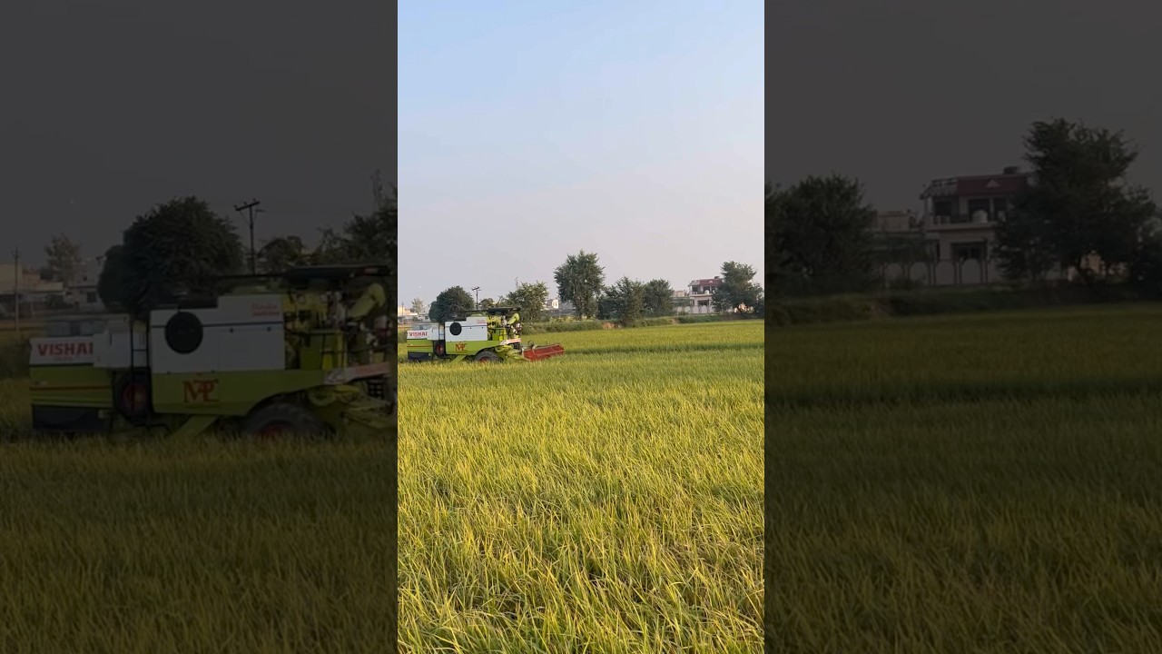 #farming#jattfarmer#swaraj855#videoshort#farming#farmer#स्वराज855tractor@YouTube@BenipalJattz