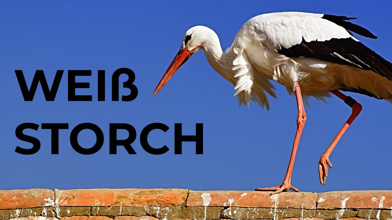 Weißstorch Steckbrief | Aussehen, Lebensweise und mehr