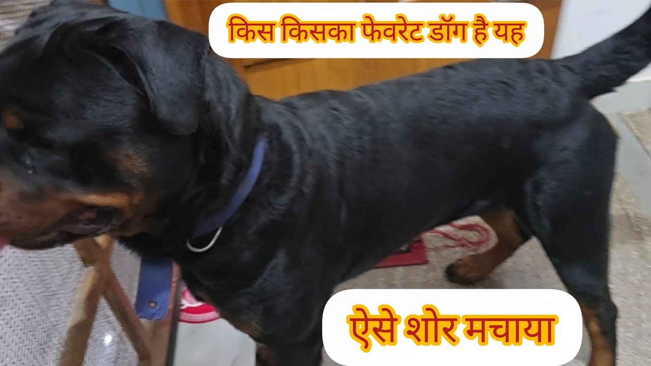 इशिता अकू और लियो तीनों ने खूब सारे मस्ती की।।मेरू उत्तराखंड मेरू पहाड़।।@ asha puspwan#