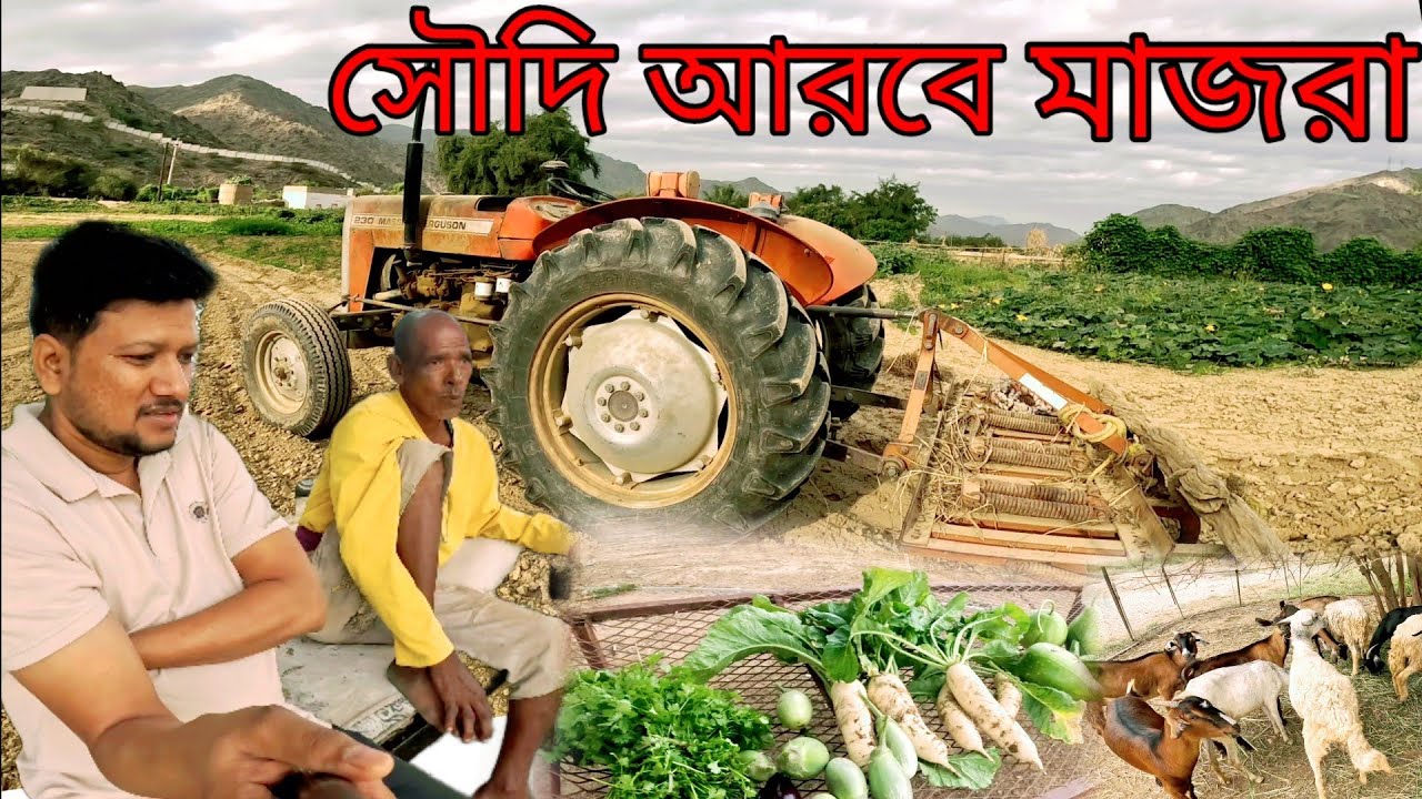 সৌদি আরবের মাজরা | Bangladeshi vegetable cultivation in Saudi Arabia | সৌদিতে কৃষি কাজ কেমন হয় |