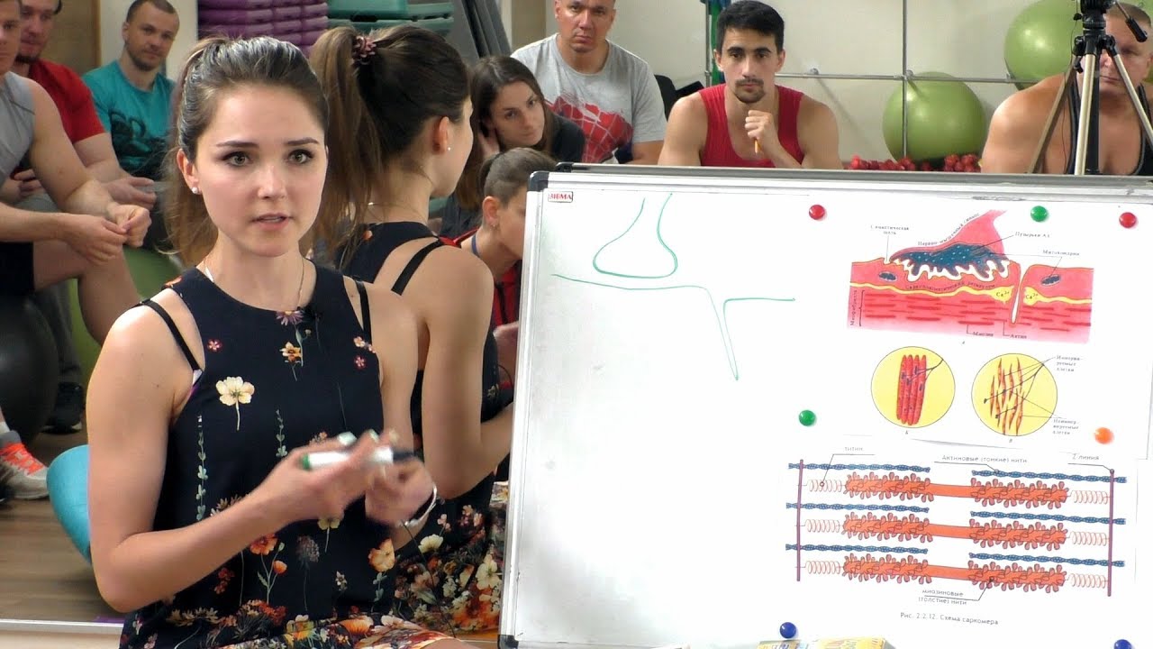 Сокращение мышц. Упрощённая версия для тренеров. Семинар.