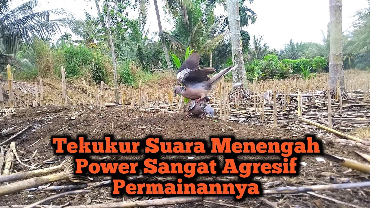 Dapat Info Dari Kawan Tekukur Ini || Langsung kita Gass Kan Kelokasi