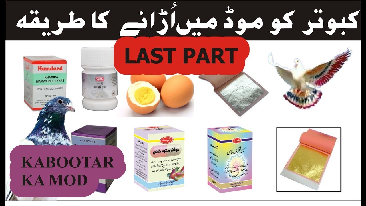 HOW TO FLY PIGEONS FOR SECOND DAY LAST PART || KABOOTAR KO MOD MEIN URANAY KA METHOD