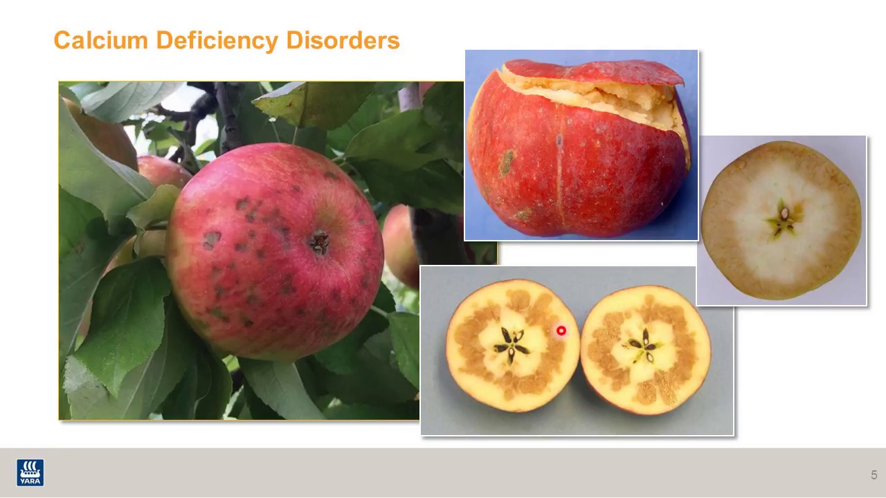 Intro to apple nutrition:  how nutrients affect fruit quality (1 of 8)