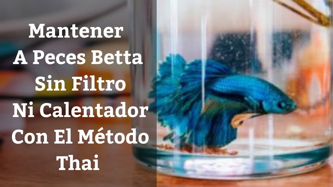 🔵 Mantener Peces Betta Sin Filtro Ni Calentador Con El Método Thai😔 (Acuarios MB)