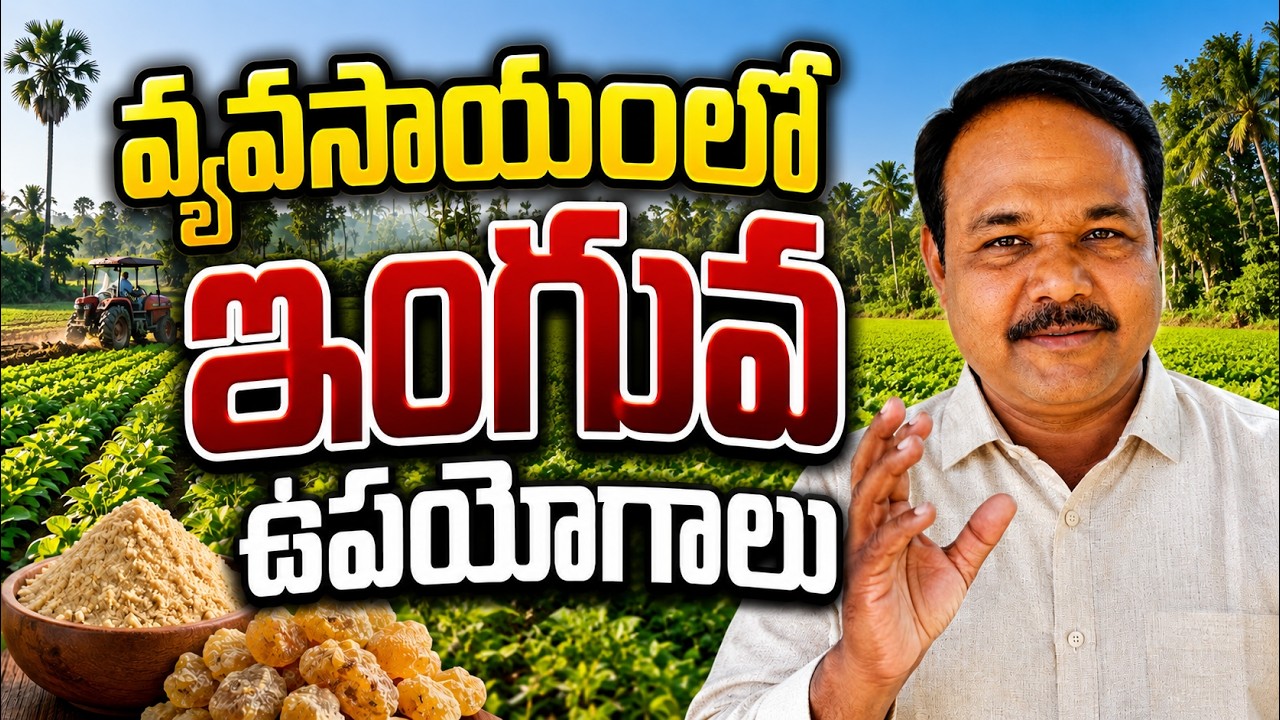ఇంగువ కషాయంతో పంటలకు జీవం | inguva as pesticide in farming | bhumiputhra telugu