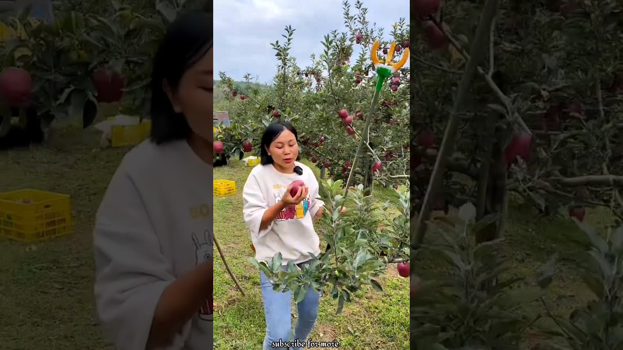 Beautiful Delicious Apple 🍏🍏 Harvest from Farm by Rural Farmer #shorts #apple #youtubeshorts