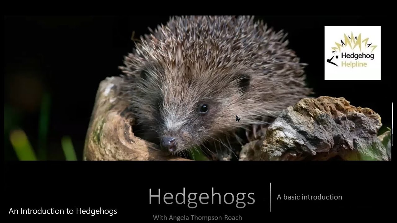 An Introduction to Hedgehogs