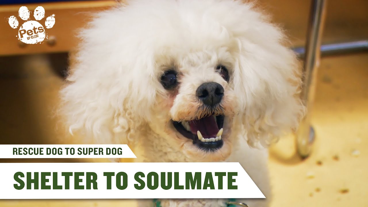 The Dog That Helped Her Heal | Rescue Dog to Super Dog UK S1 E2 | Pets Up Close