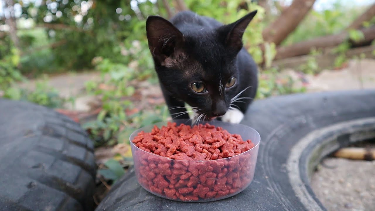 Hungry tiny kitten eating food store