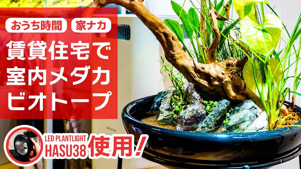 賃貸住宅でもメダカビオトープを始めたい！室内の設置場所やLED照明のコツ紹介、おうち時間を家ナカ趣味で楽しもう #アクアリウム #ビオトープ #はるデザイン 【ビバアクア】