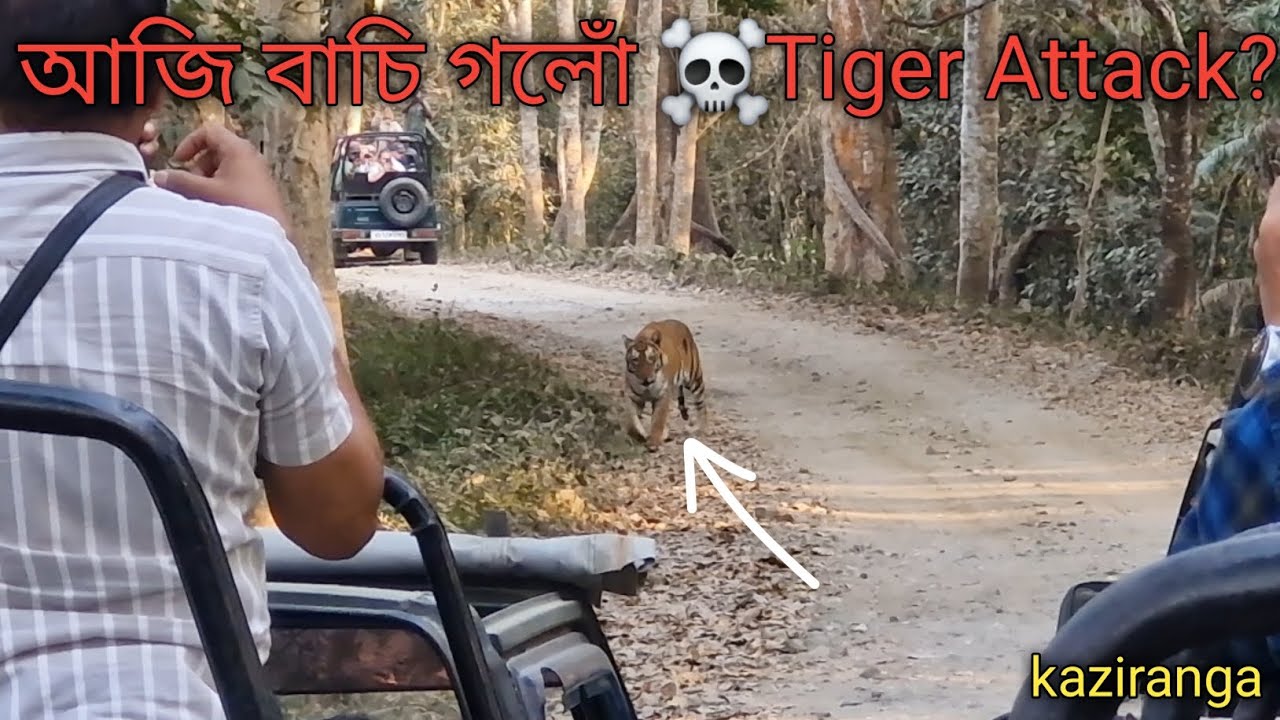 Face to Face Tiger Encounter in Kaziranga 🐅 🔥 