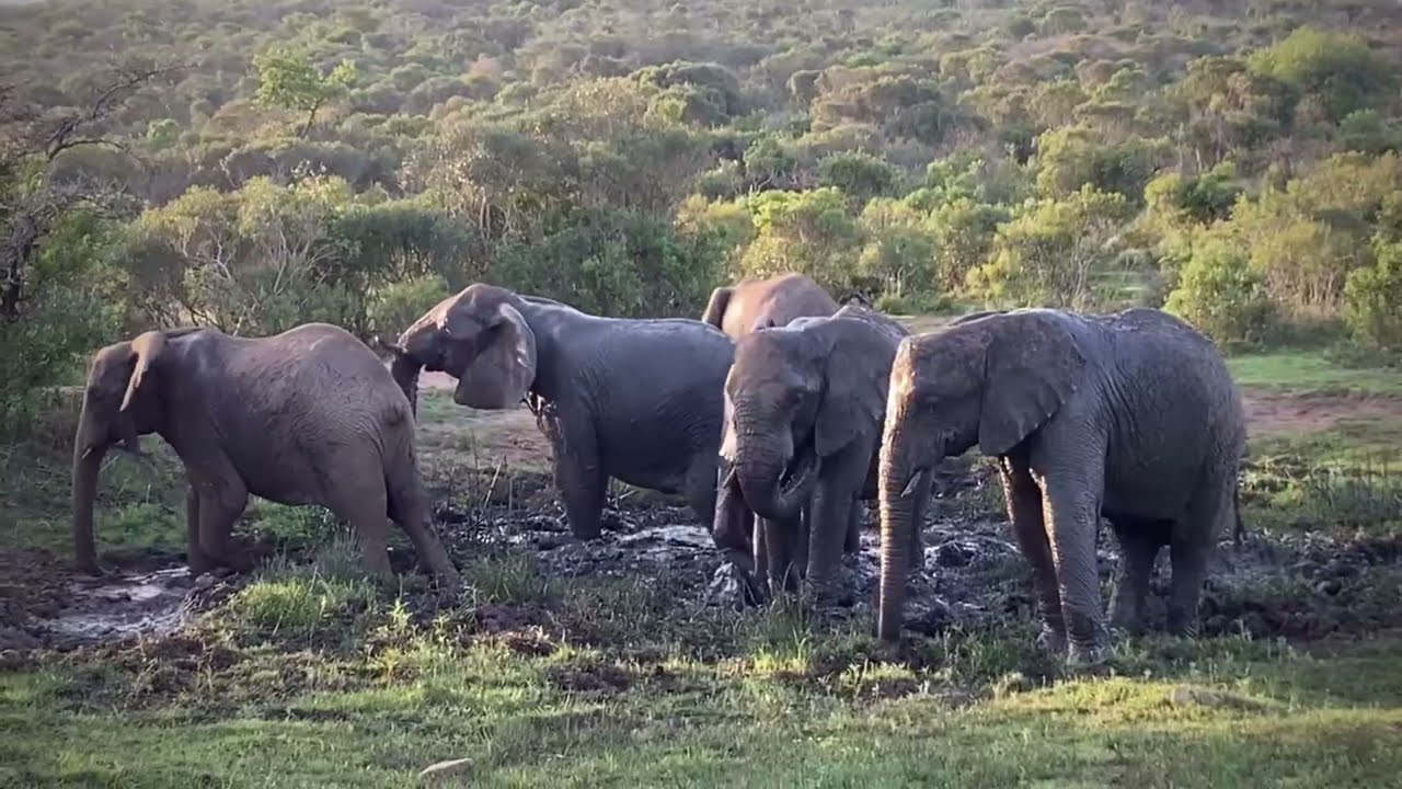 Two minutes of the magic of Thula Thula
