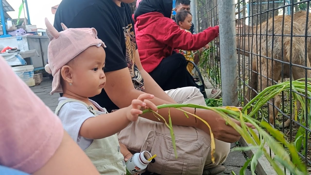 Detik-Detik Menakjubkan Saat Bertemu KIJANG!!