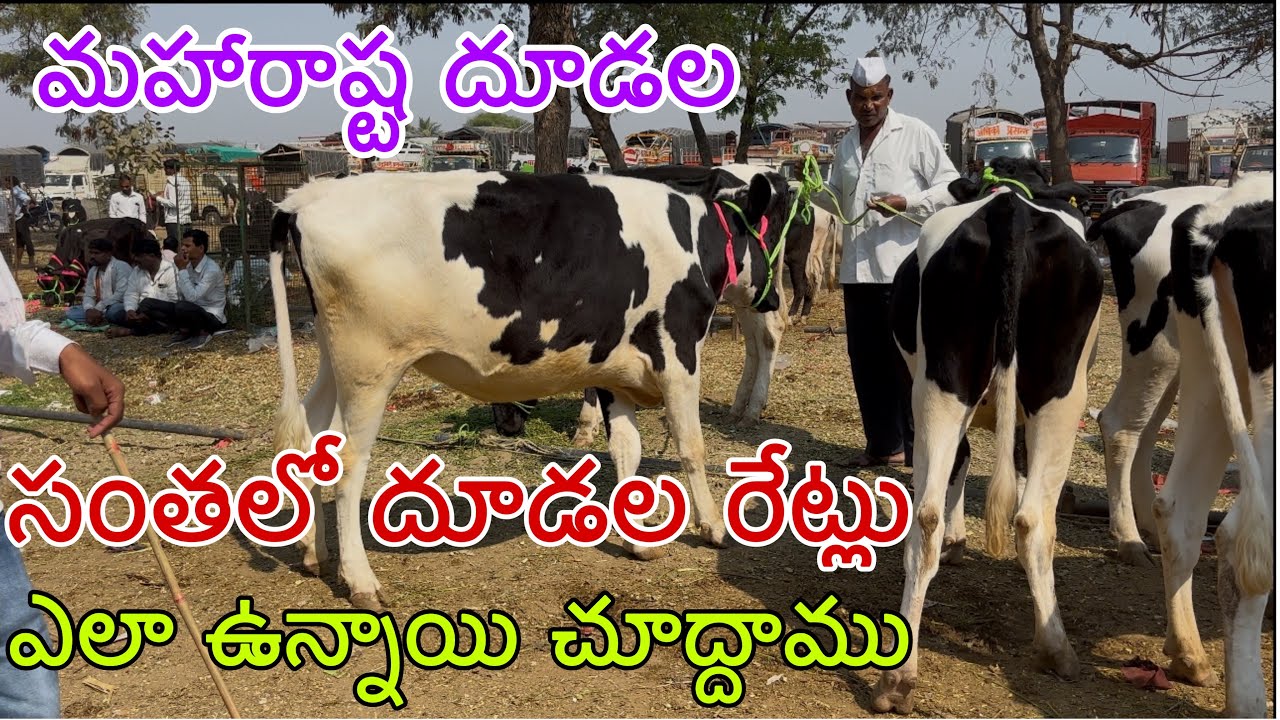 లోని మహారాష్ట దూడల సంత లో దూడల రేట్లు ఎలా ఉన్నాయో చూద్దాము hf calfs prices in loni cow market