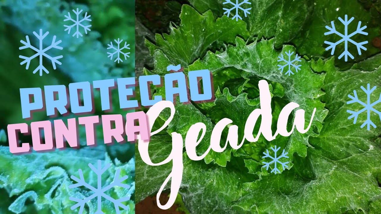 COMO PROTEGER A HORTA DA GEADA | Simples e fácil