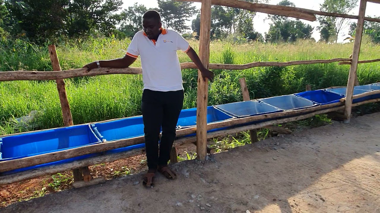THE BEST LOW COST FEEDLOT CONSTRUCTION by Natwijuka Brian 0789491350
