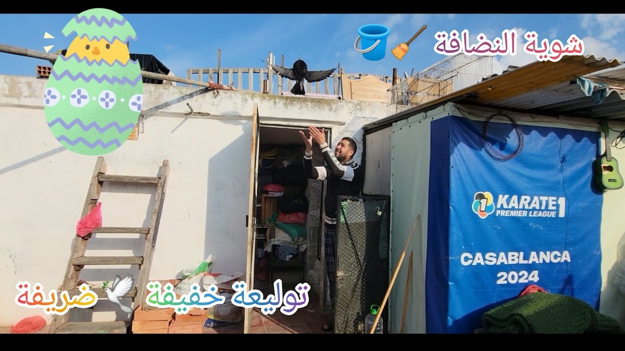 نهار الراحة عند #المولوع 🪣🧹 #حمام_النفاخ #pigeon #gaditano_pouter_pigeons #السيفيانوس #طيور 
