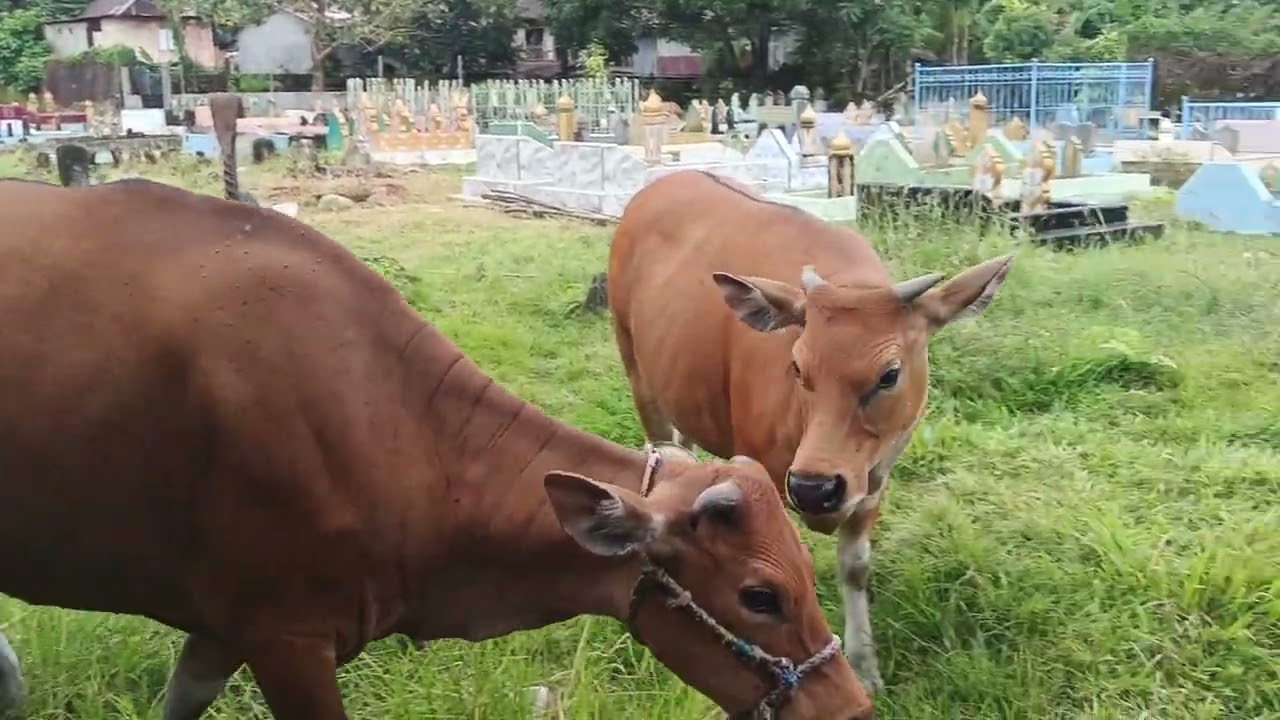 Sapi Bali yg dilepasliarkan diarea pemakaman