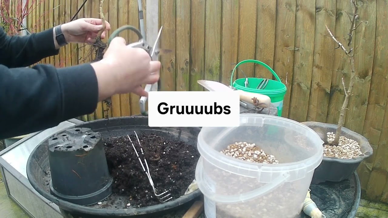 Training bonsai maples: Two repots in about 10 minutes.