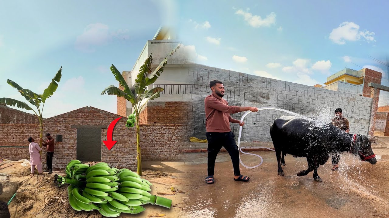 Rani ko Nehla Dia or Banana Trees Lga Diay 🤩